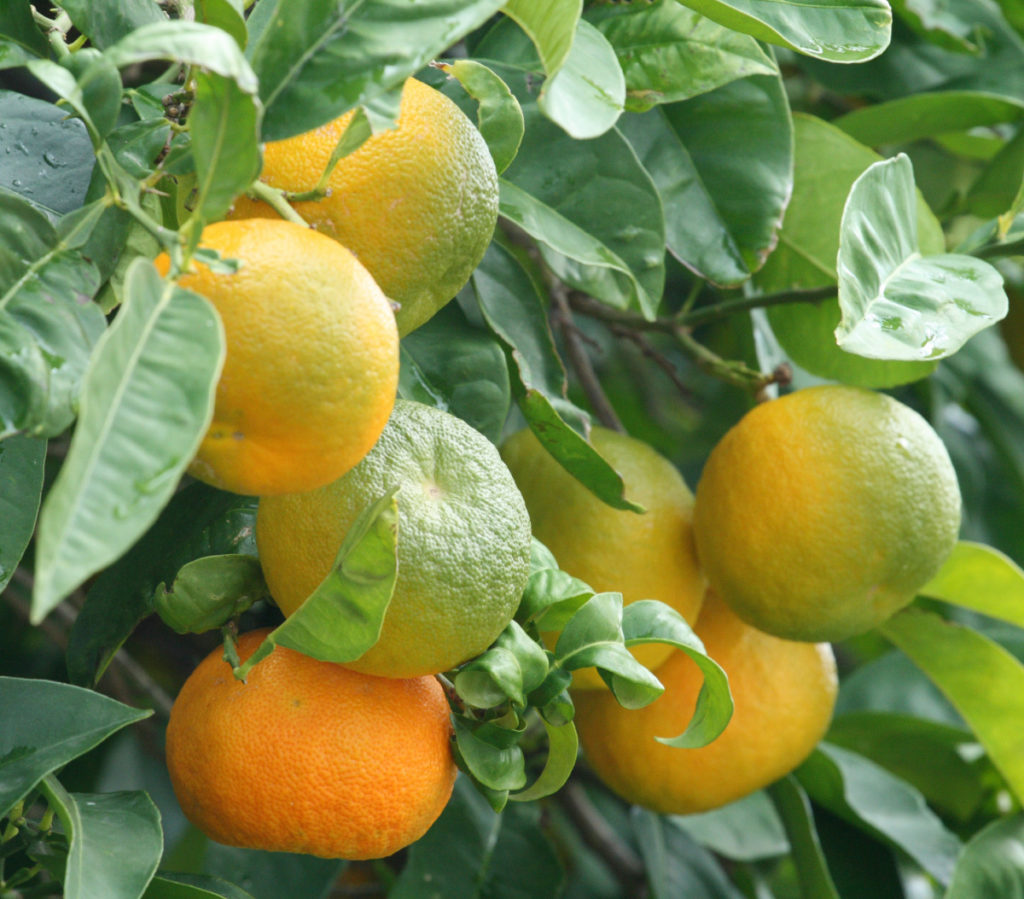 Sour oranges, wild bitter orange tree